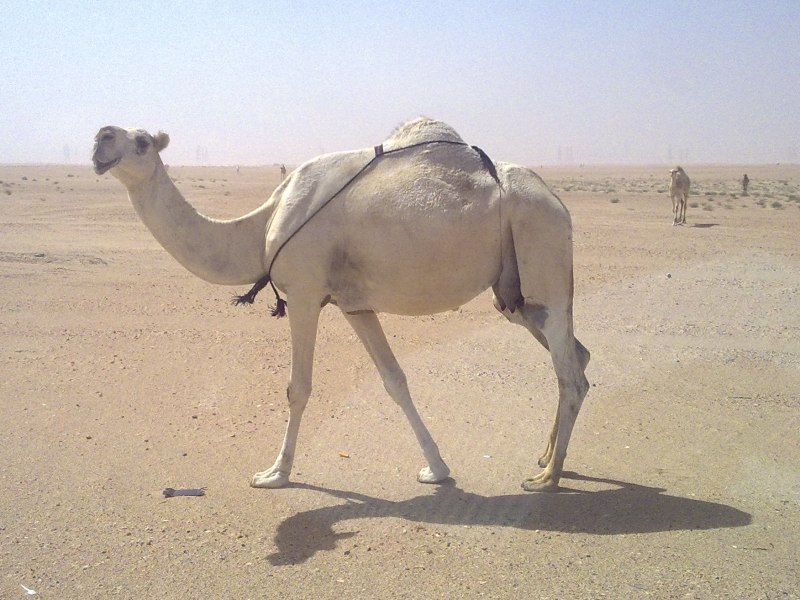 Albino Camel