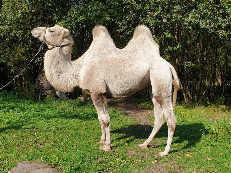 Albino Camel