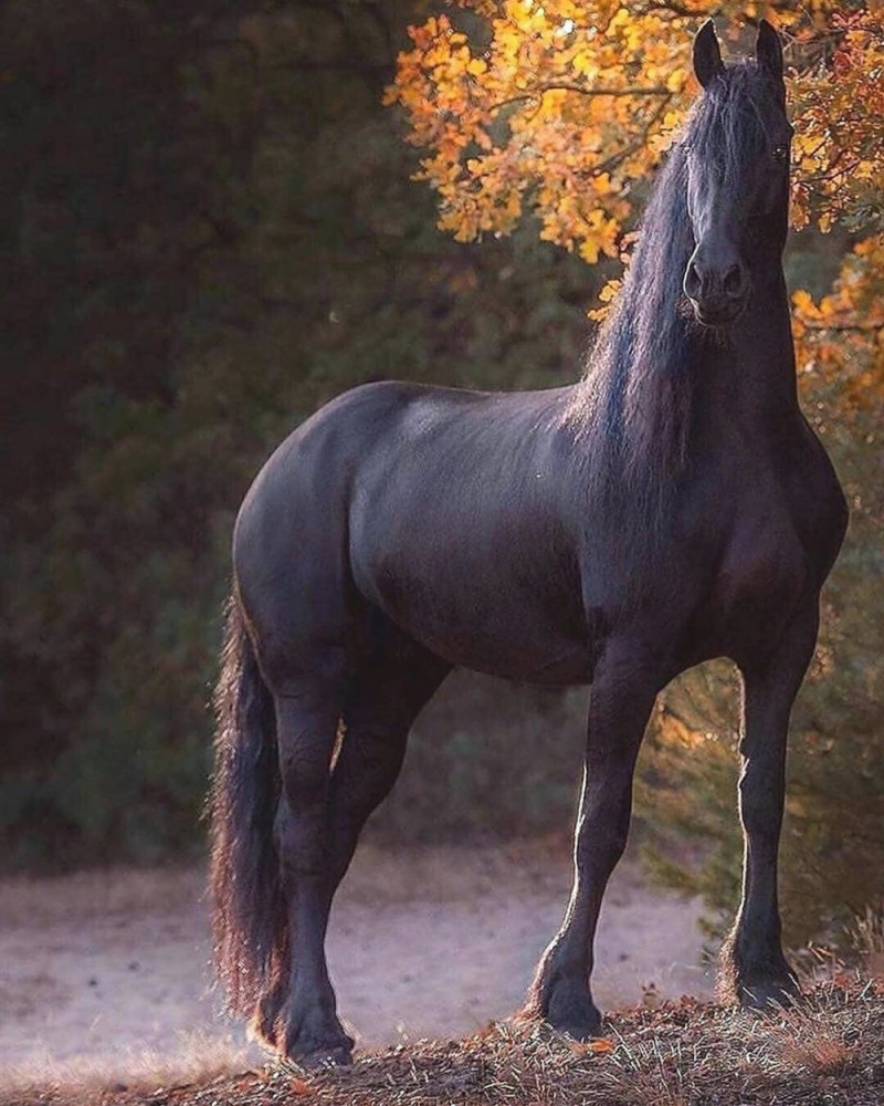 Самые красивые лошади