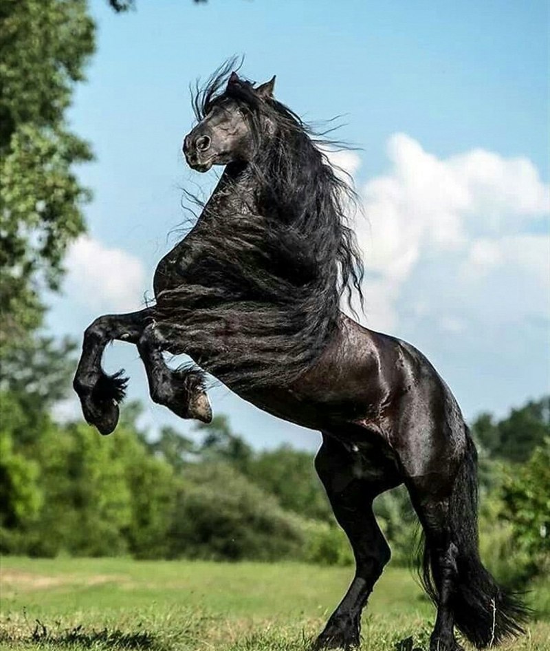 Фризская Вороная