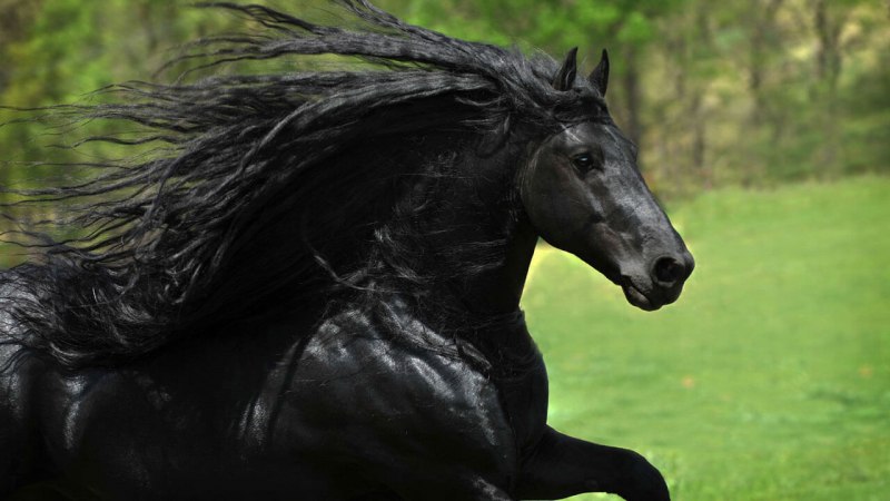 Фризский жеребец Фредерик Великий