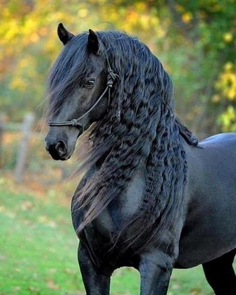 Фризский тяжеловоз