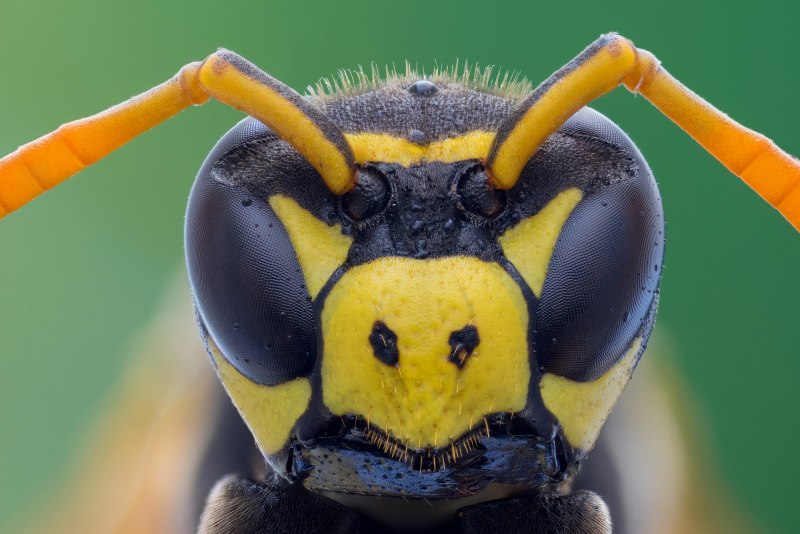 Hornet vs Wasp