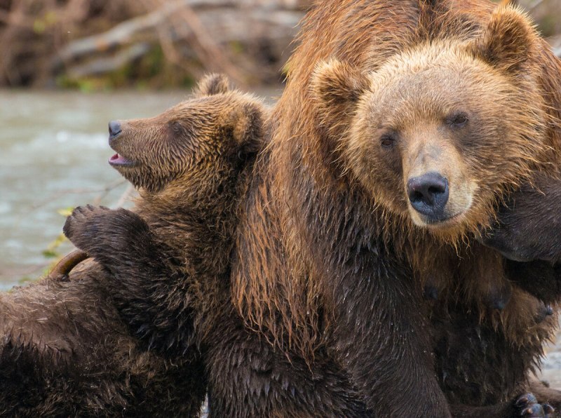 Бурый медведь – Ursus arctos l.