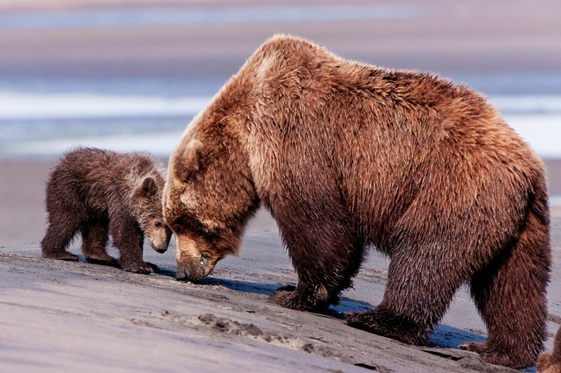 Бурый медведь (Ursus arctos)
