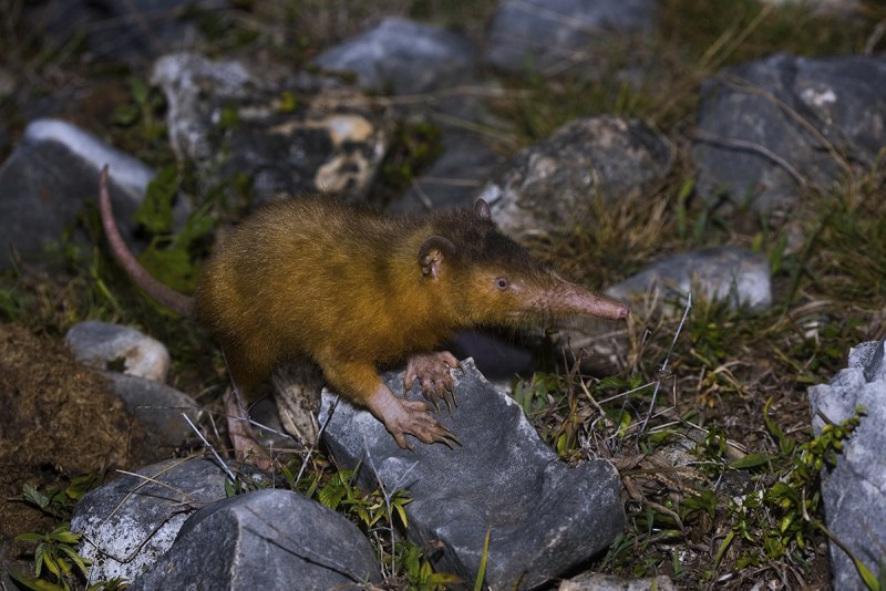 Solenodon paradoxus
