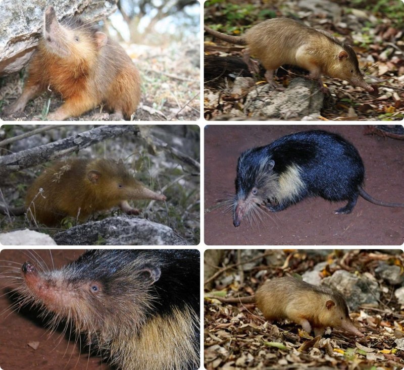Solenodon cubanus