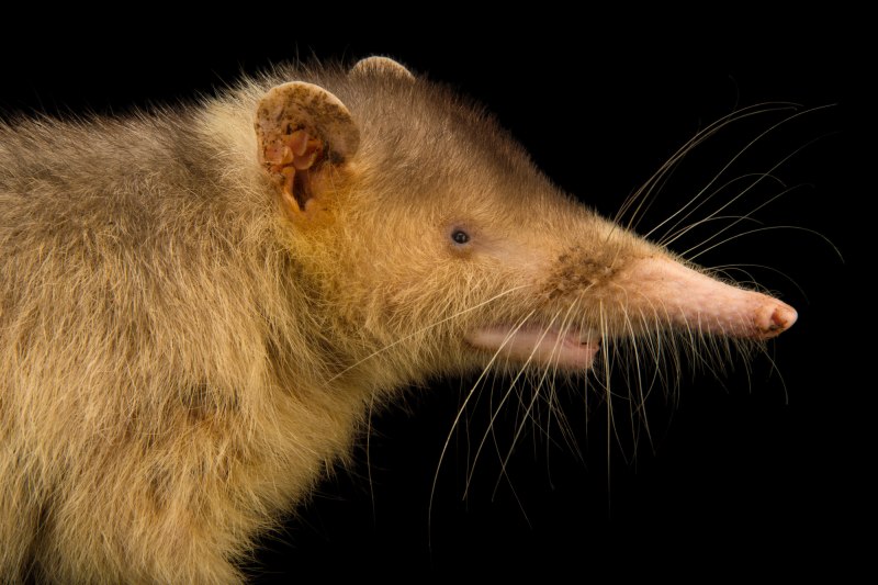 Solenodon paradoxus