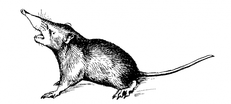 Solenodon cubanus