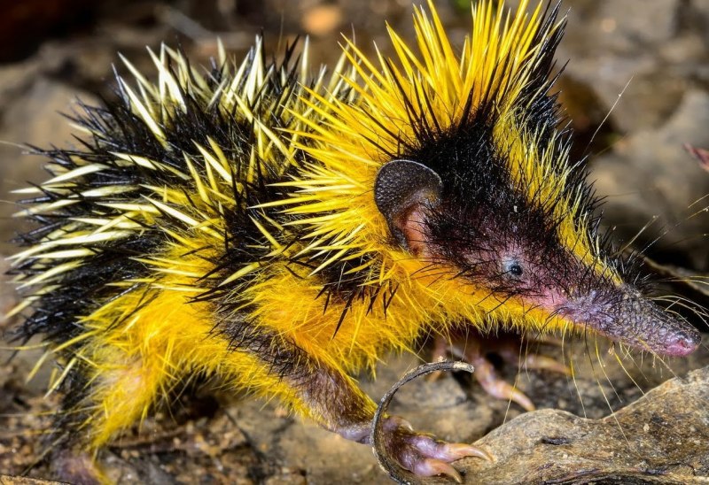 Solenodon paradoxus