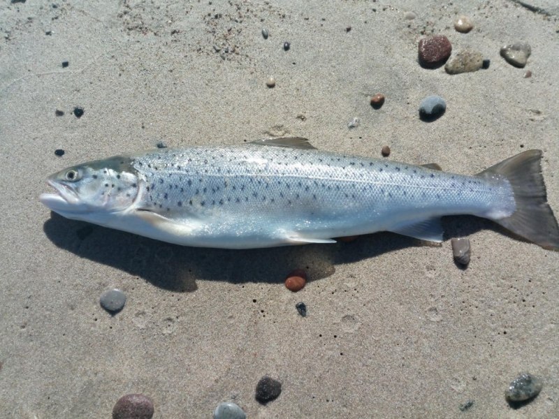 Кумжа Salmo trutta