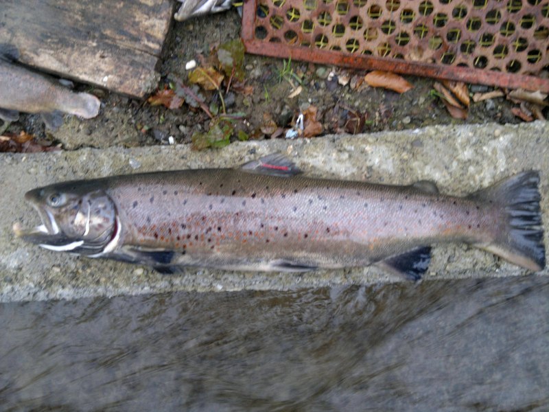 Salmo trutta caspius