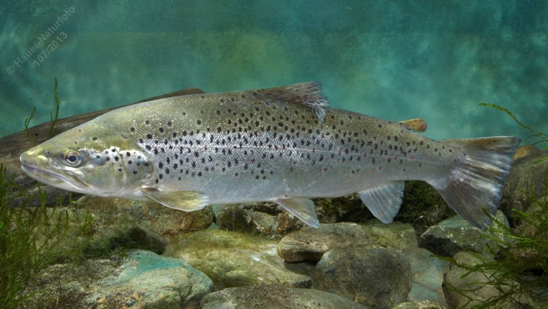 Yellowstone Cutthroat Trout