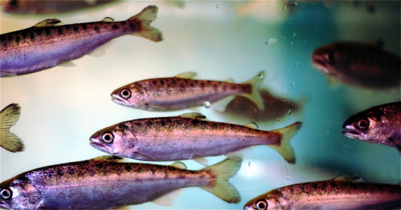 Лосось Salmo Salar