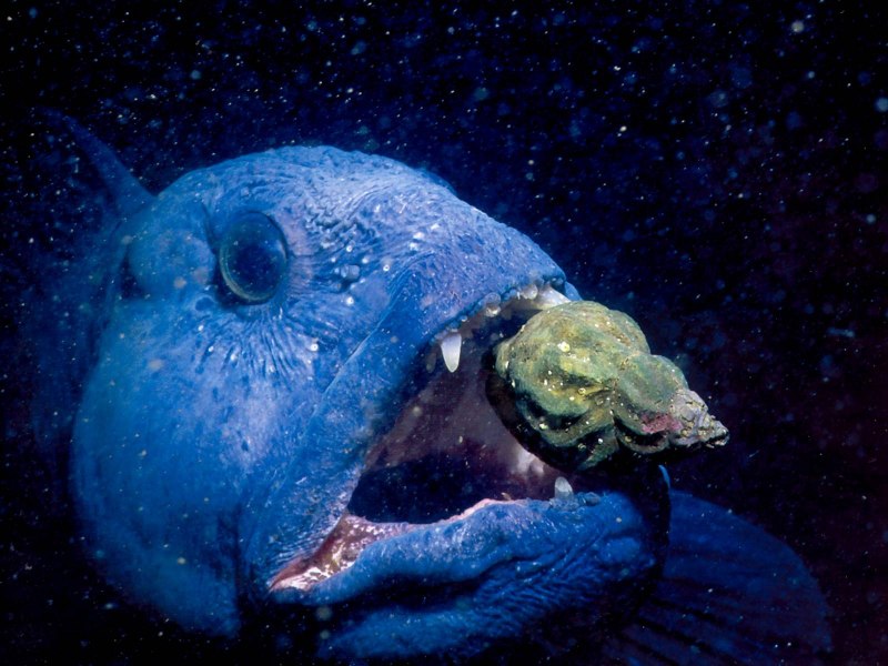 Wolf eel