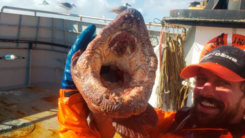 Морской волк рыба зубатка