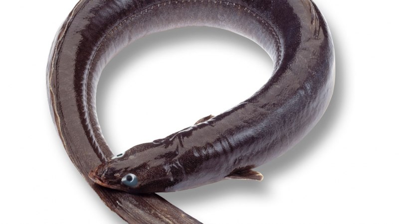 Угорь Речной (Anguilla Anguilla (Linnaeus, 1758))