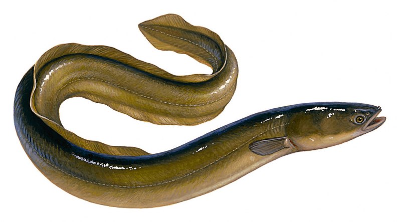 Электрический угорь (Electrophorus electricus)