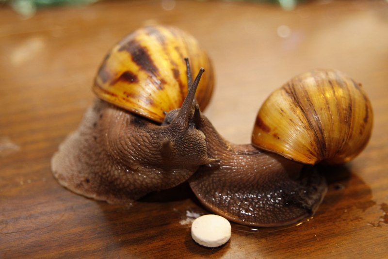 Achatina Fulica var. «White Jades» (белый нефрит)
