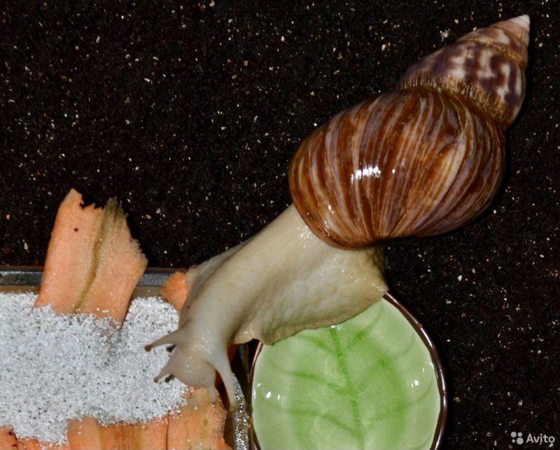 Ахатина гигантская Achatina Fulica