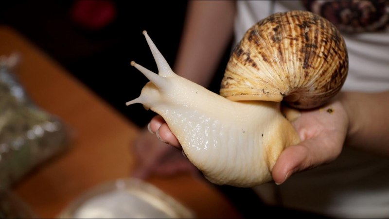 African Snail is Dangerous