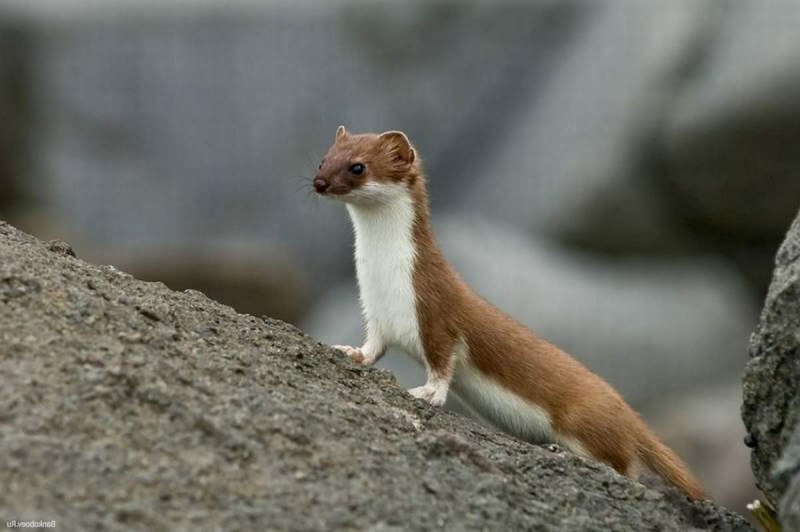 Горностай (Mustela erminea)