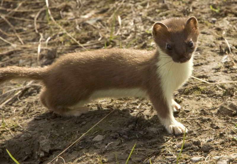 Горноста́й (лат. Mustela erminea)
