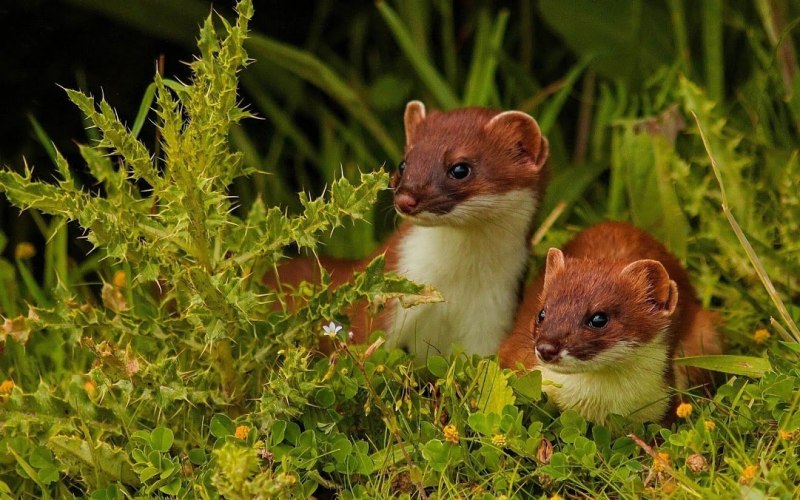 Горностай (Mustela erminea)