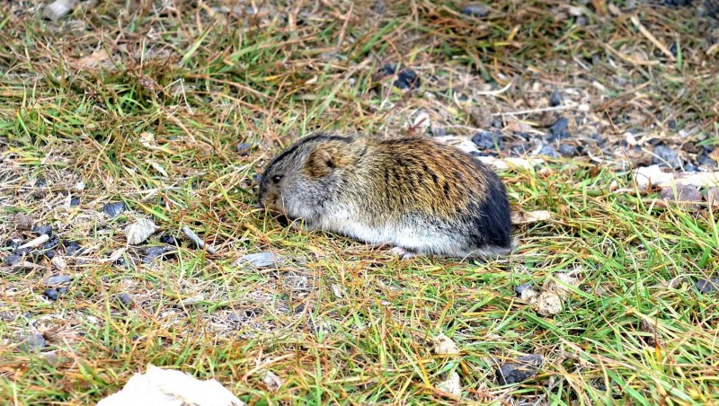 Сибирский лемминг Lemmus sibiricus