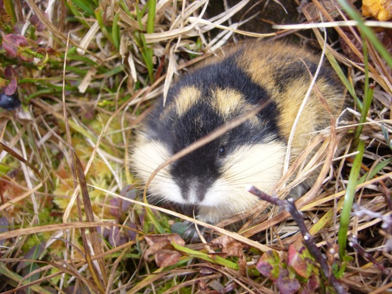 Сибирский лемминг Lemmus sibiricus