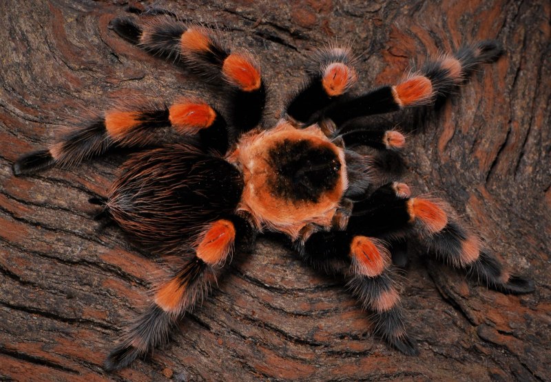 Паук Brachypelma smithi