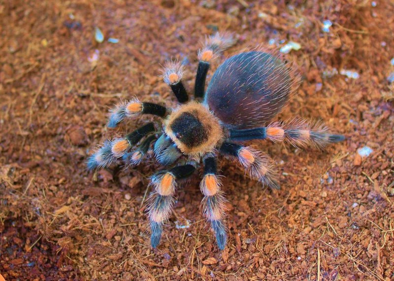Красноколенный Тарантул(Brachypelma Emilia)