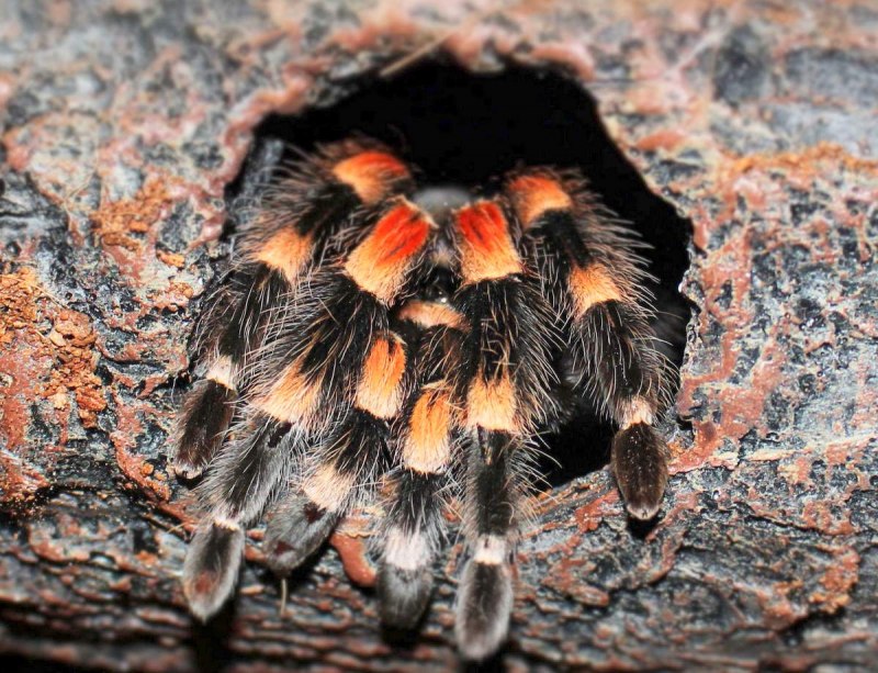 Красноколенный Тарантул(Brachypelma Emilia)