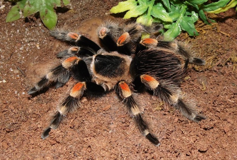 Паук Brachypelma smithi