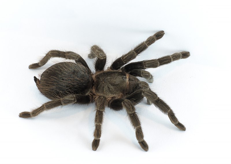 Brachypelma Vagans Tarantula