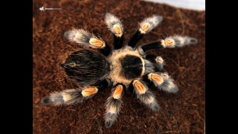 Argiope appensa