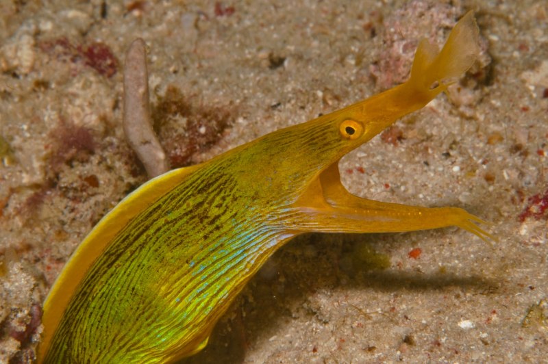 Rhinomuraena quaesita