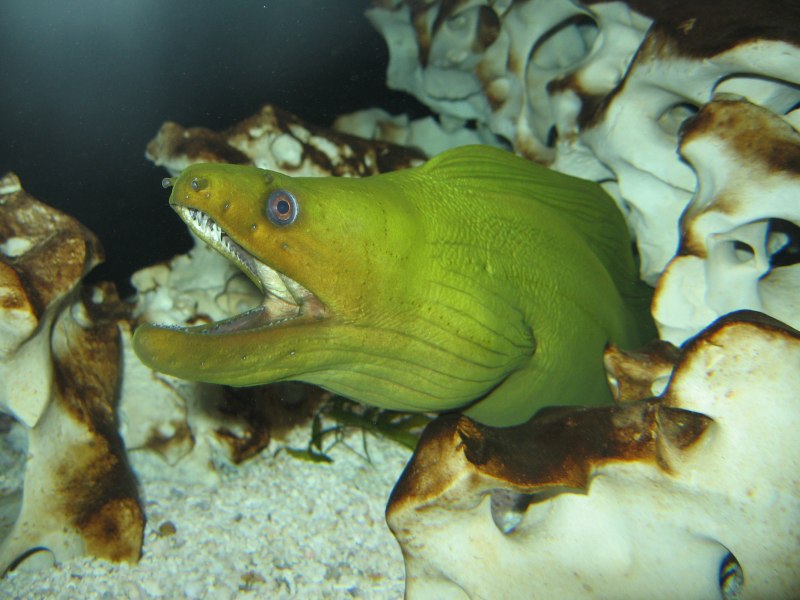 Мурена мора