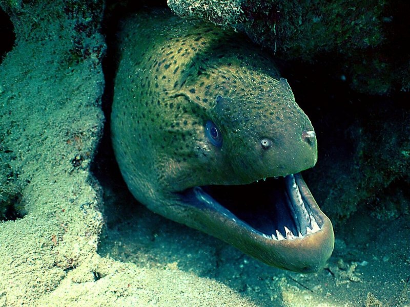 Enchelycore anatina