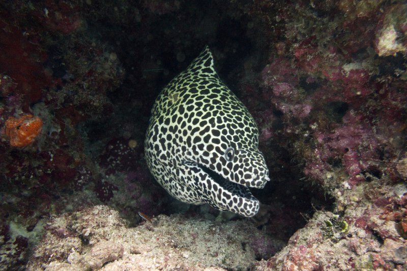 Гигантская мурена Gymnothorax