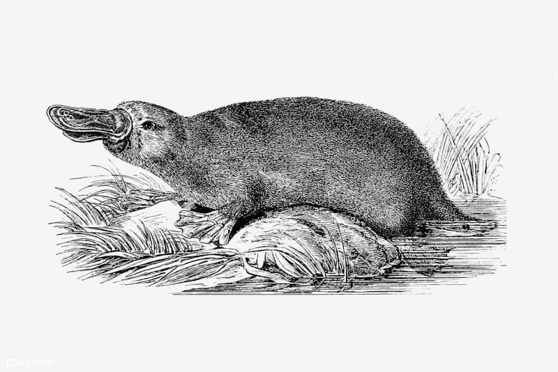 Obdurodon dicksoni