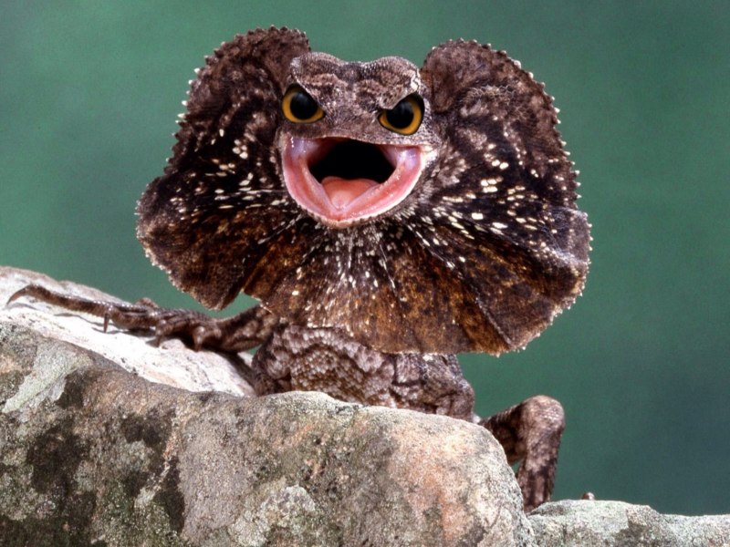 Плащеносная ящерица зеленая