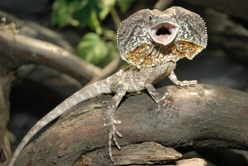 Ящерица агама плащеносная