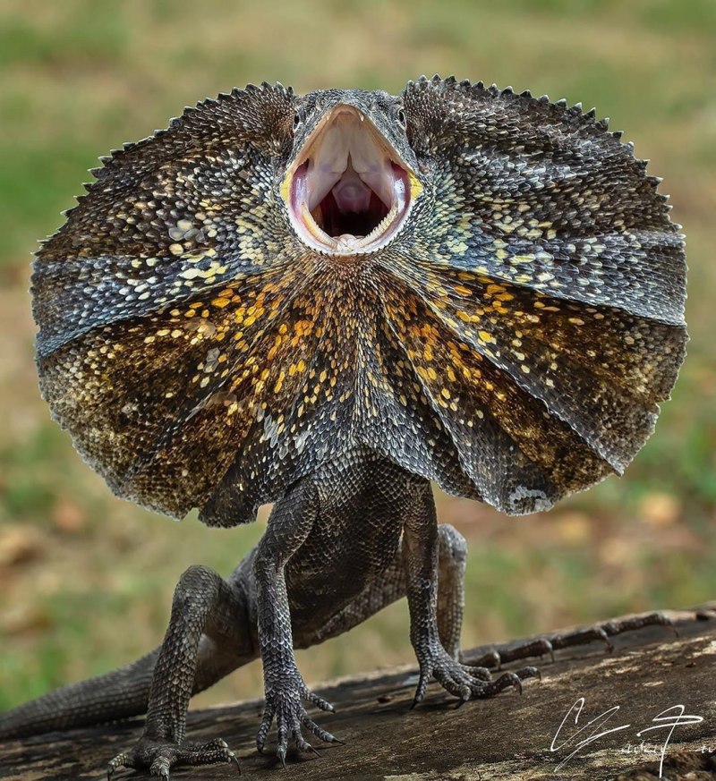 Плащеносная ящерица