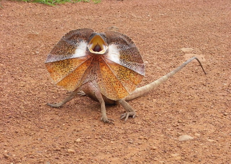 Плащеносная ящерица