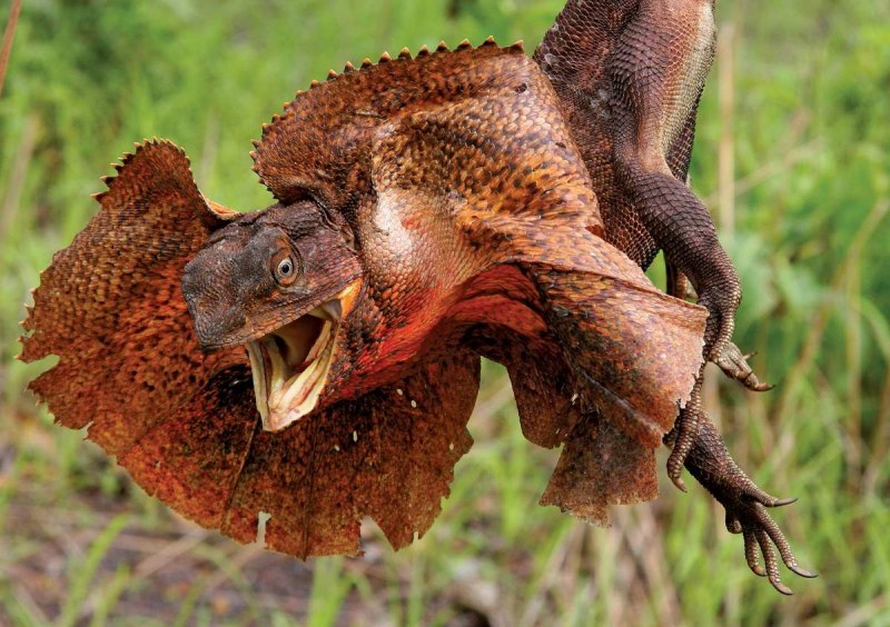 Плащеносная агама