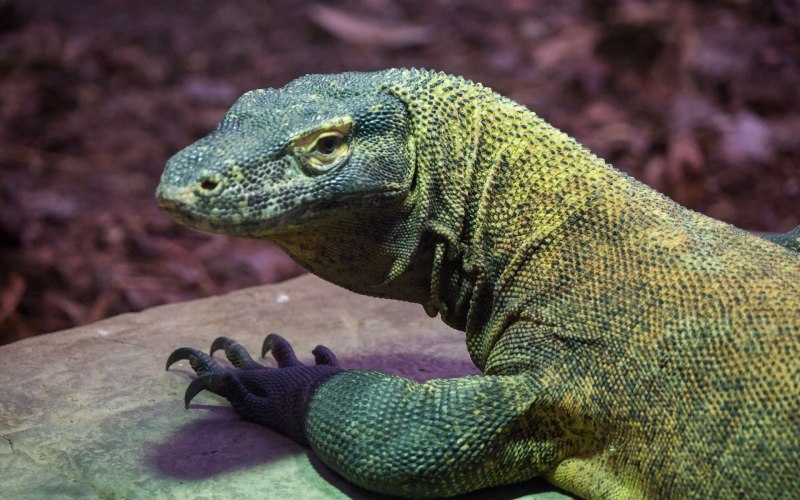 Ящерица бородатая агама