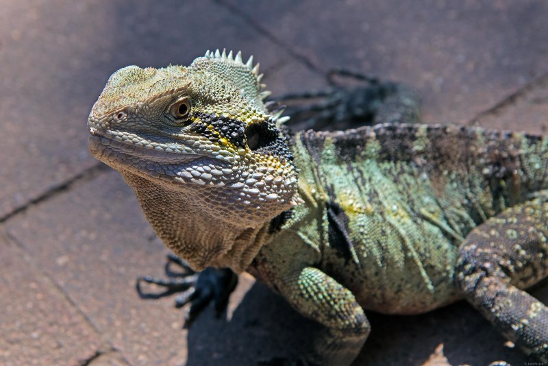 Амблиринхус ящерица