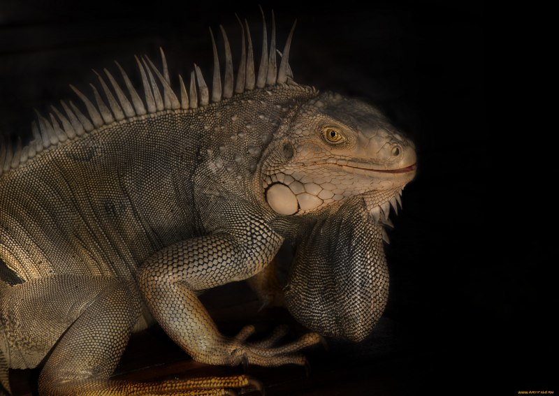 Варан в Мексике