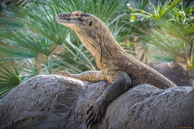 Варан Сторра